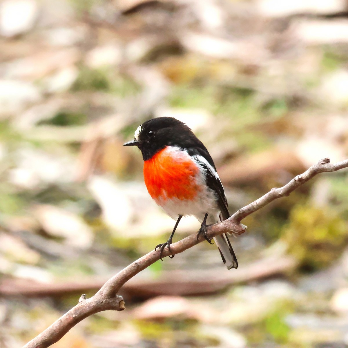 Scarlet Robin - ML645827558