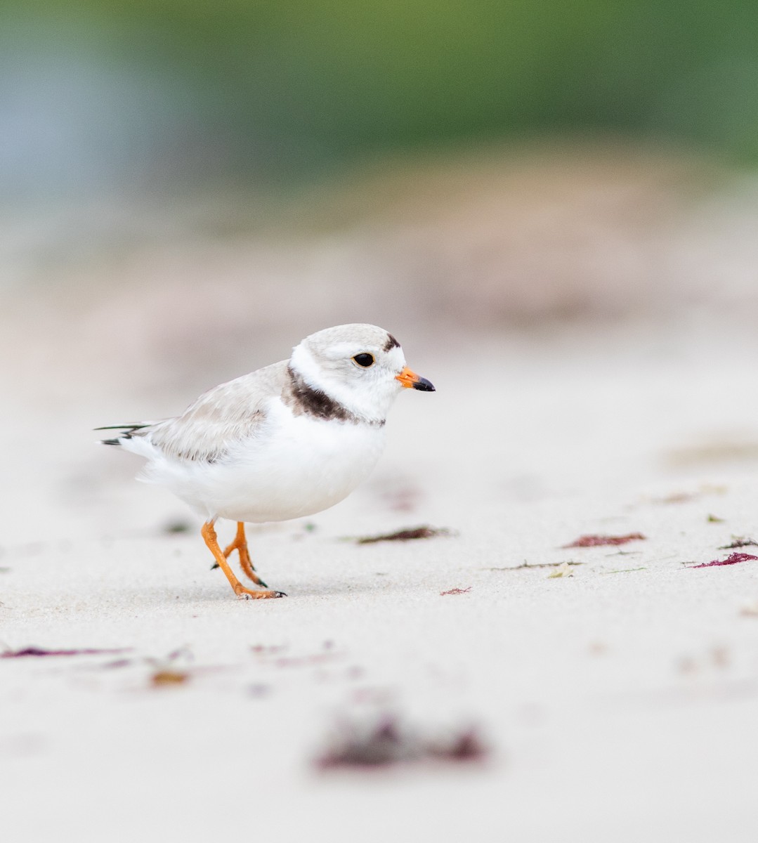 Piping Plover - ML645827561