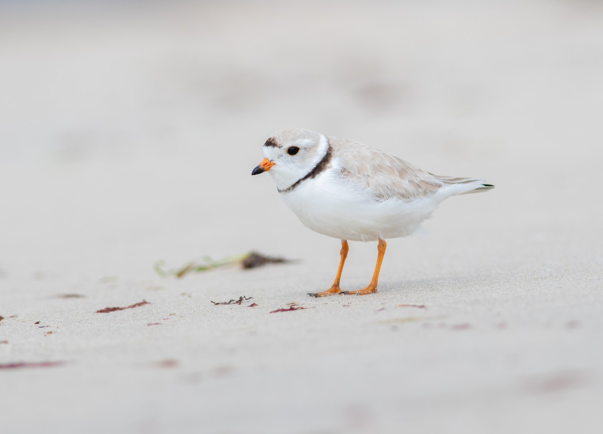Piping Plover - ML645827562