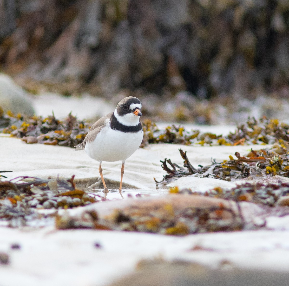 Semipalmated Plover - ML645827564