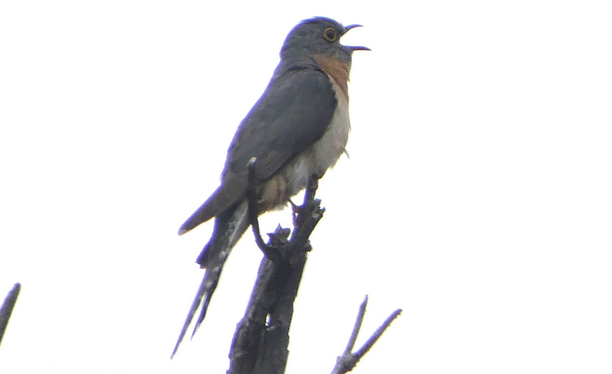 Fan-tailed Cuckoo - ML645827566