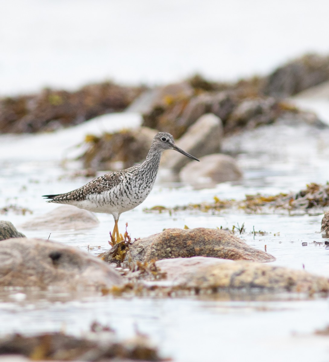 Greater Yellowlegs - ML645827568