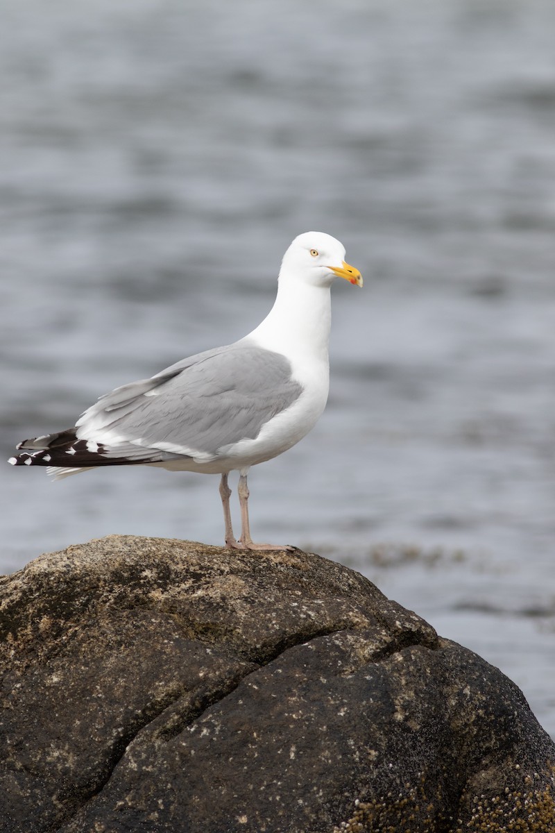 American Herring Gull - ML645827569