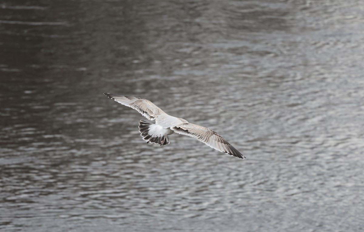 Kaio hauskara amerikarra - ML645827572