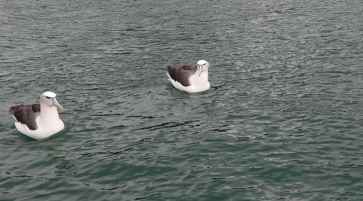 White-capped Albatross - ML645827574