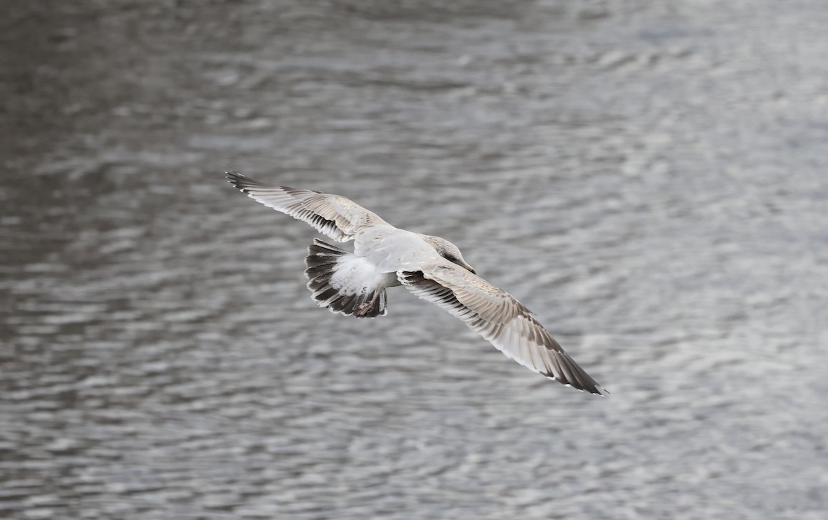 Kaio hauskara amerikarra - ML645827575