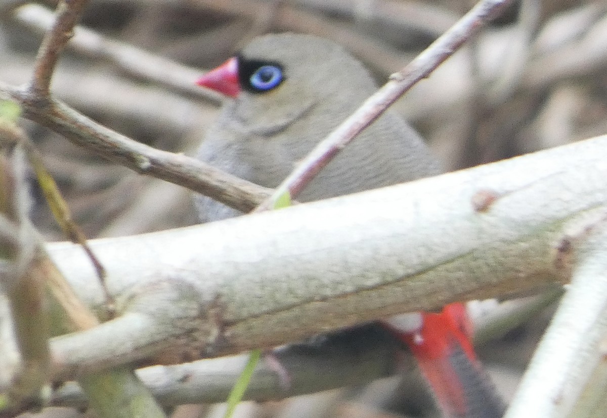 Beautiful Firetail - ML645827576