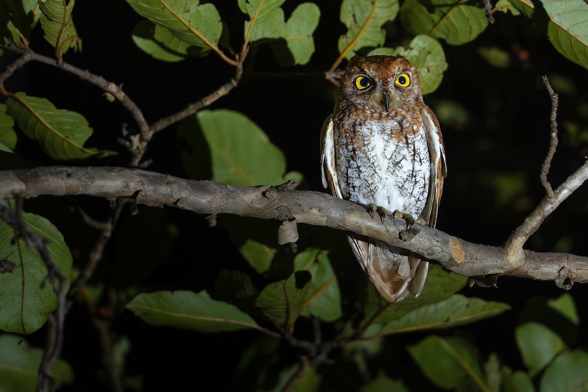 Oriental Scops-Owl - ML645827578