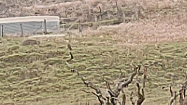 Short-eared Owl (Hawaiian) - ML645827584