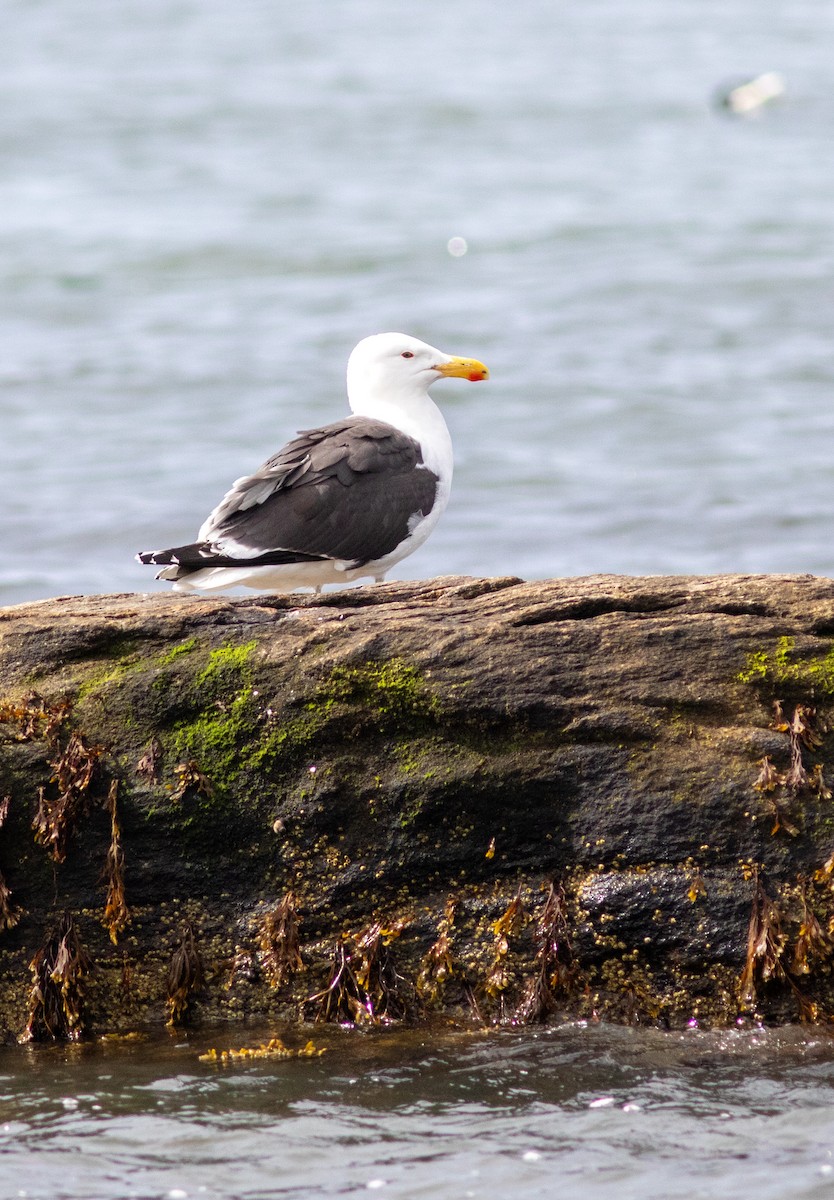 Great Black-backed Gull - ML645827589