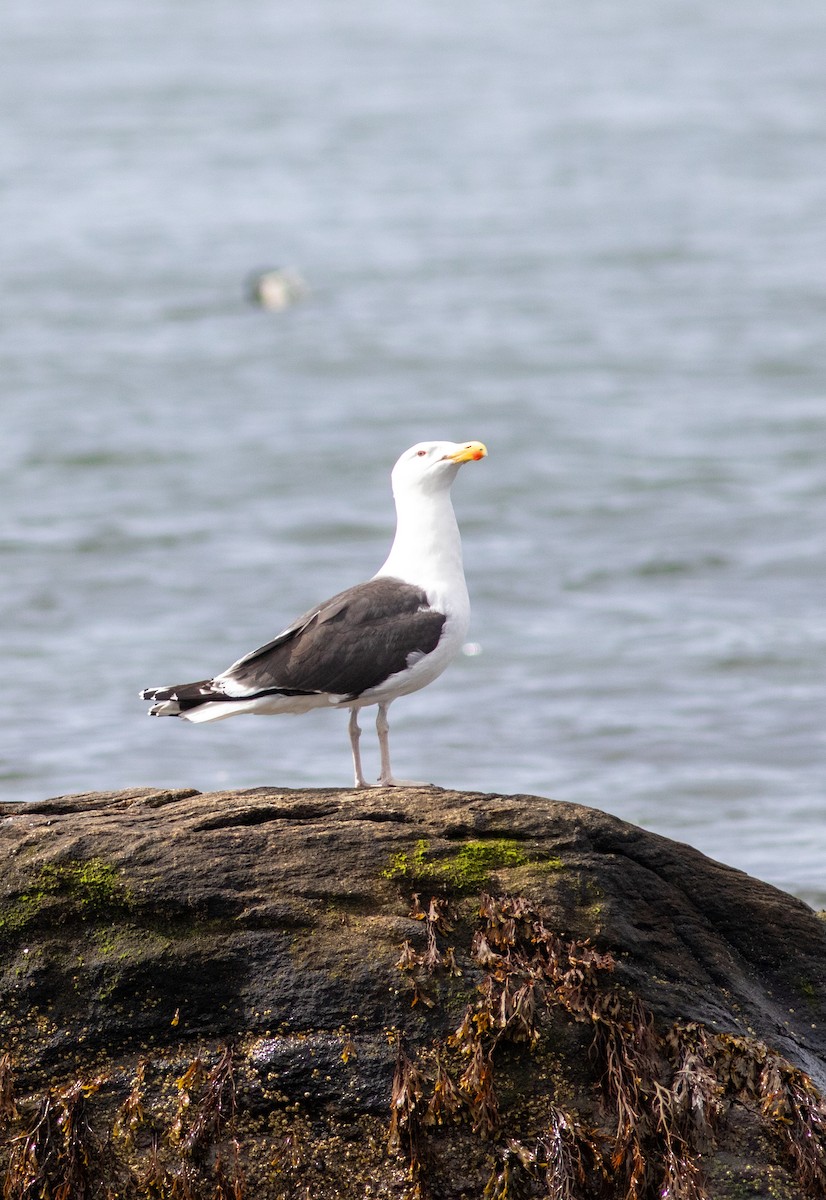 Great Black-backed Gull - ML645827590