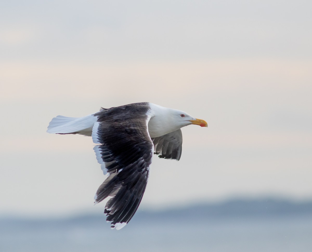 Great Black-backed Gull - ML645827591