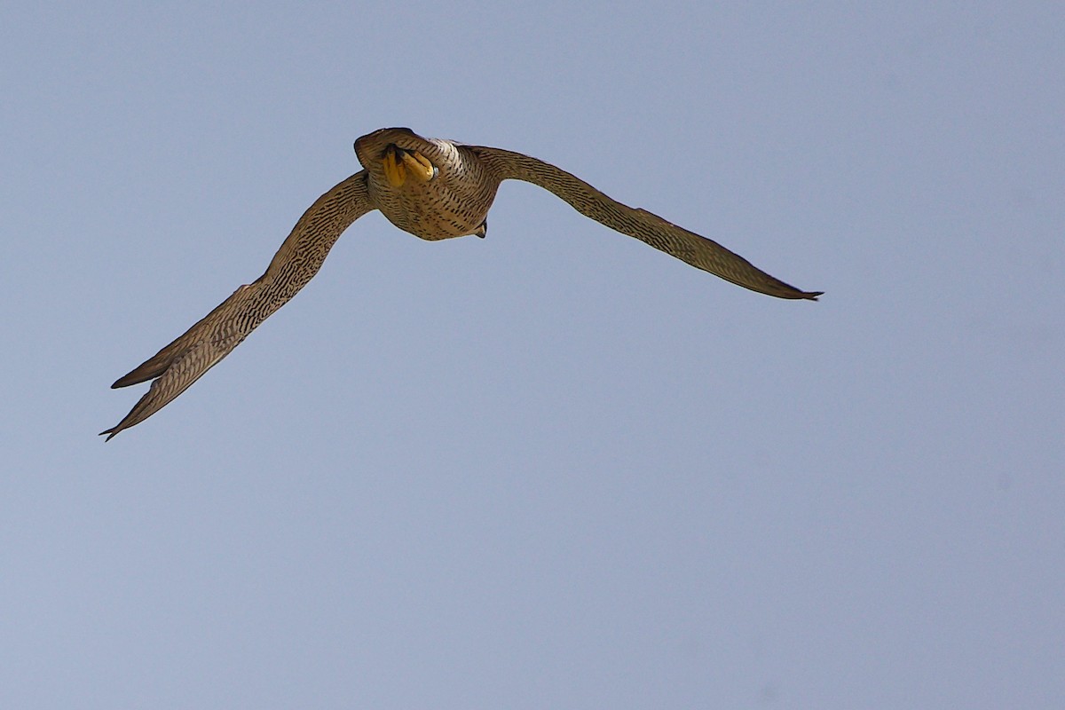 sokol stěhovavý - ML645827592