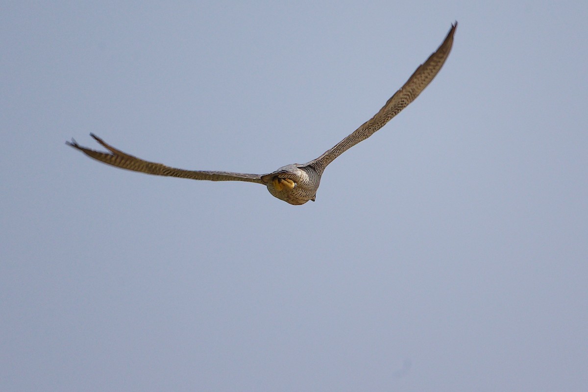 sokol stěhovavý - ML645827594