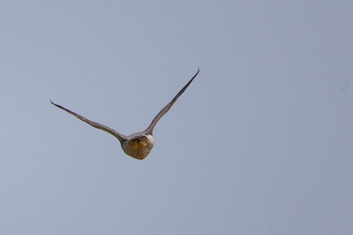 sokol stěhovavý - ML645827595