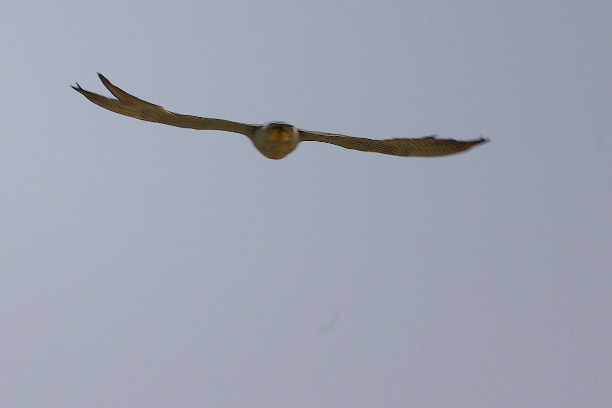 sokol stěhovavý - ML645827596