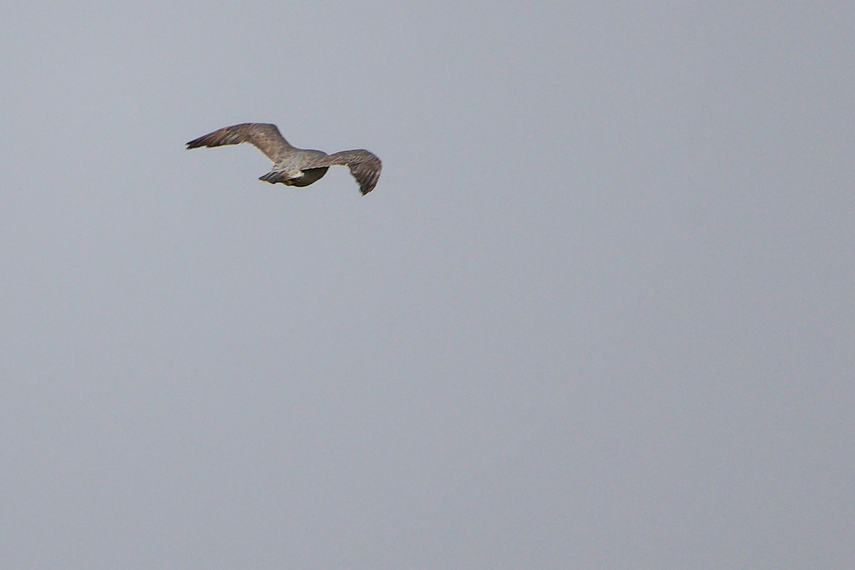 sokol stěhovavý - ML645827597