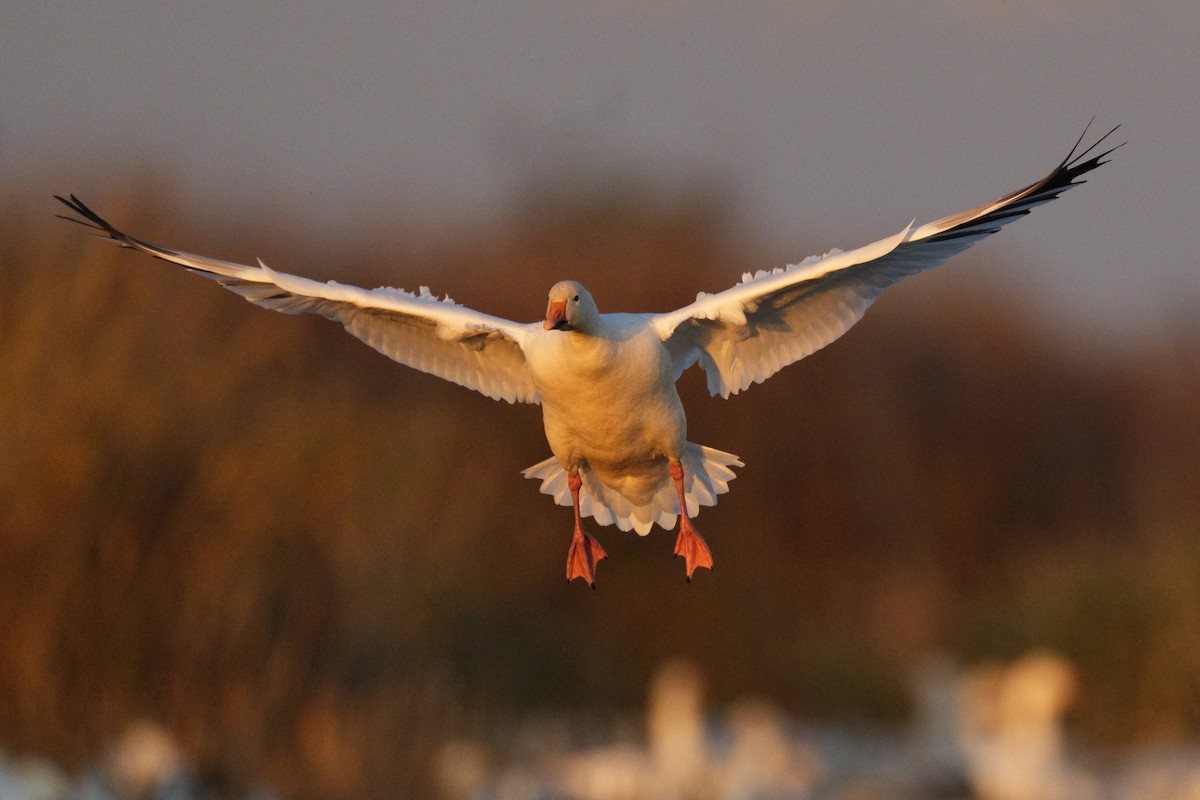 Snow Goose - ML645827599