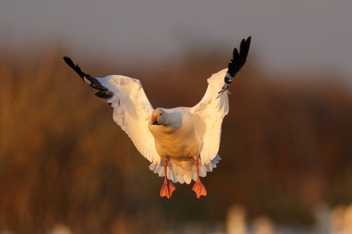 Snow Goose - ML645827600