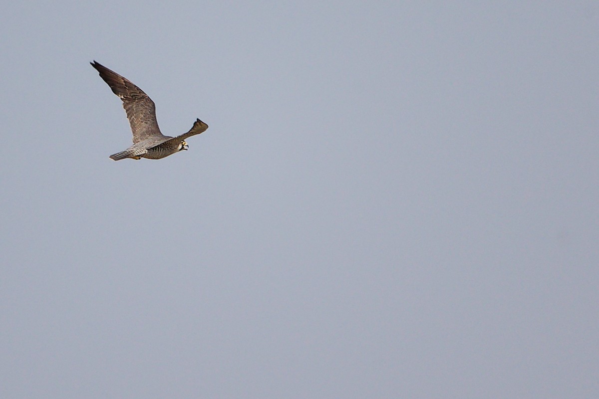 sokol stěhovavý - ML645827601