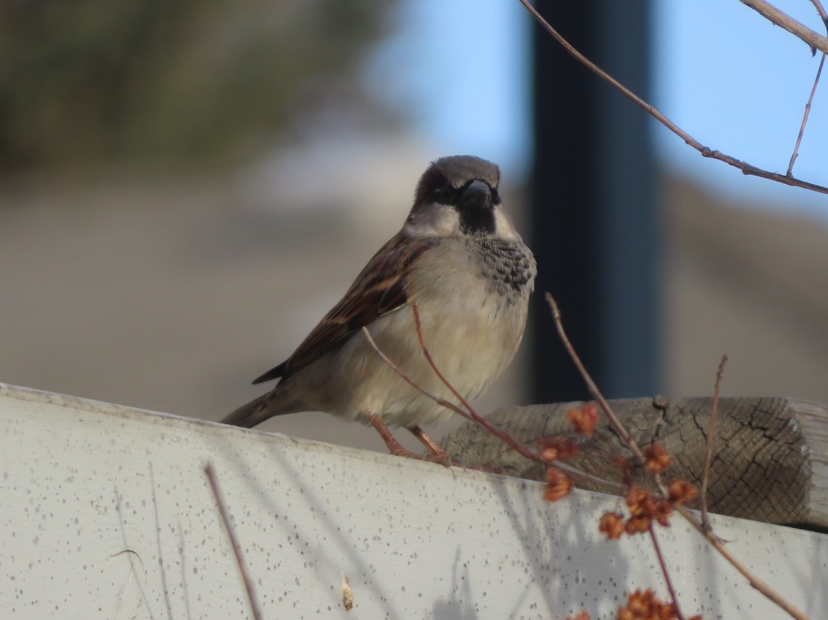 gråspurv - ML645827603