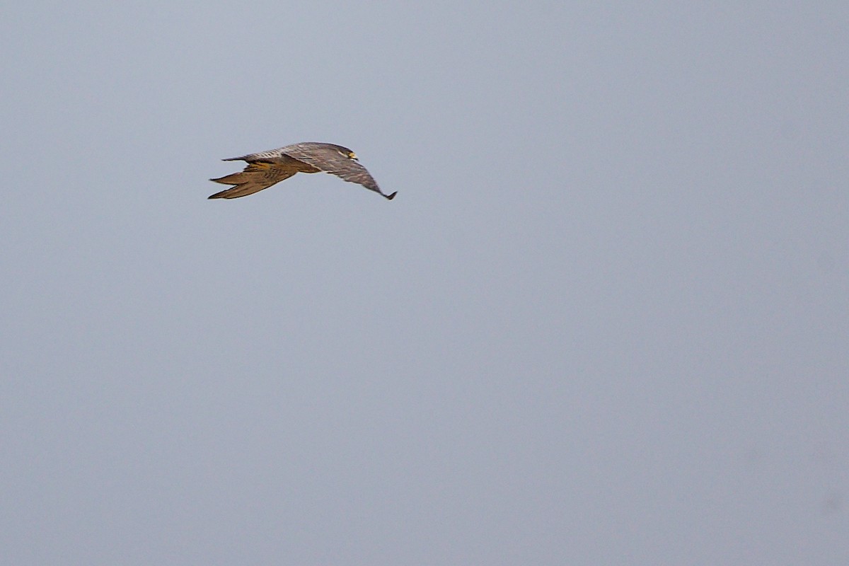 vandrefalk - ML645827604