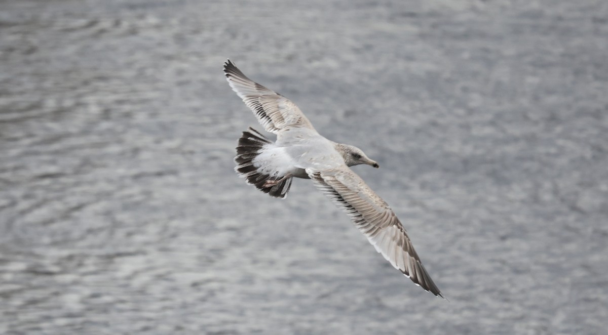 amerikagråmåke - ML645827605