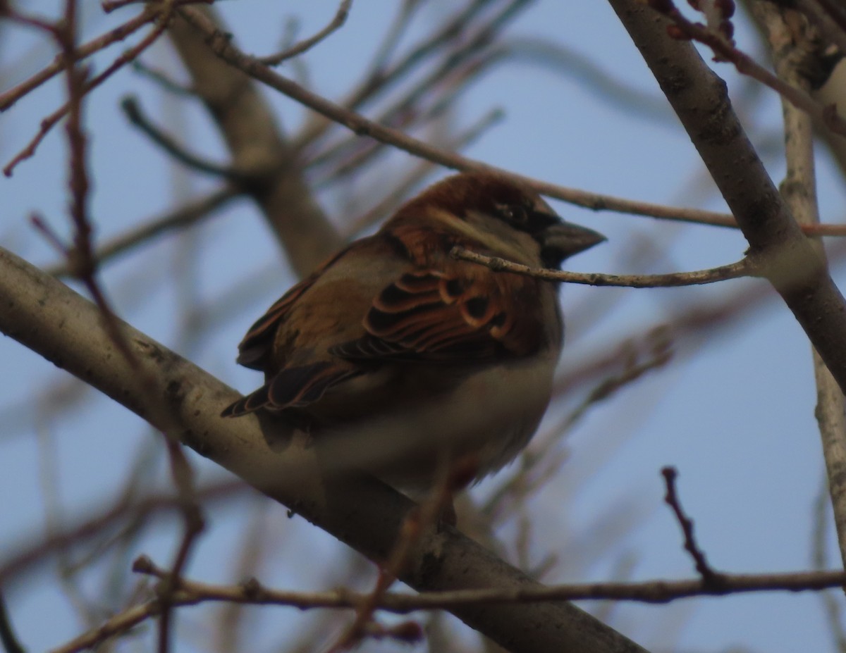 gråspurv - ML645827607