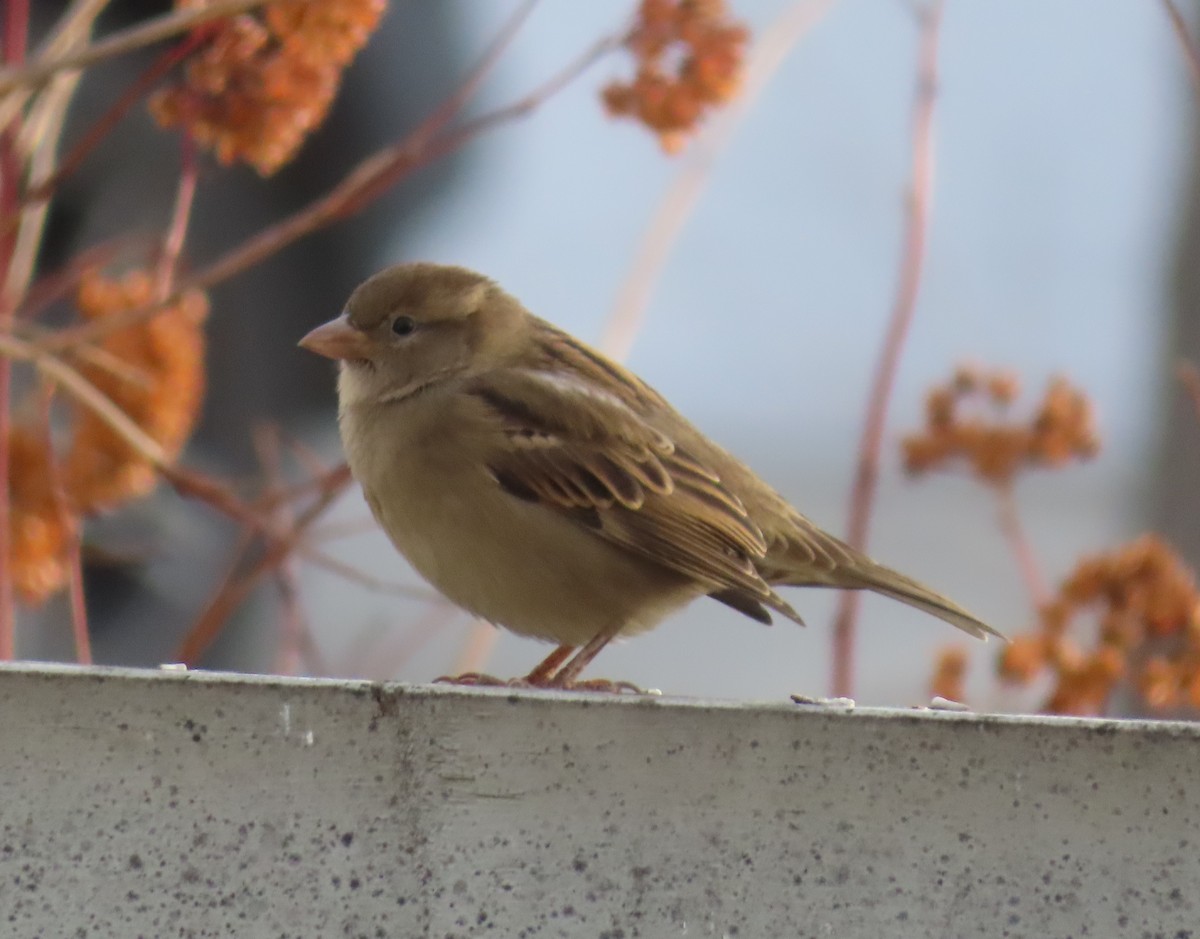 gråspurv - ML645827616