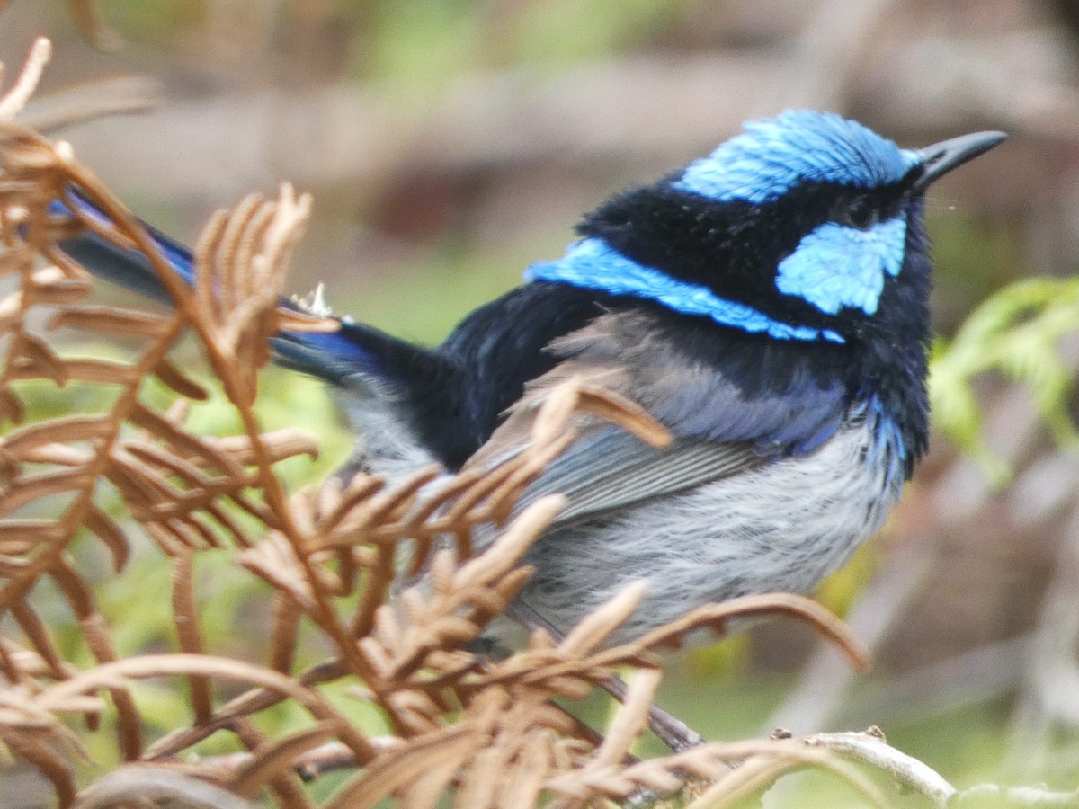 blåalvesmett - ML645827617