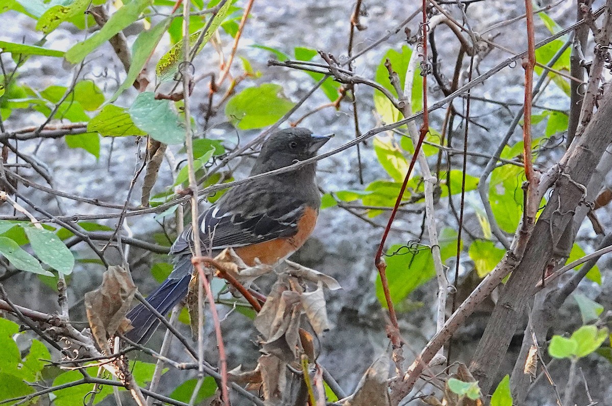 flekktovi - ML645827618