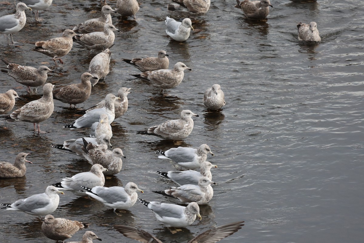 amerikagråmåke - ML645827619