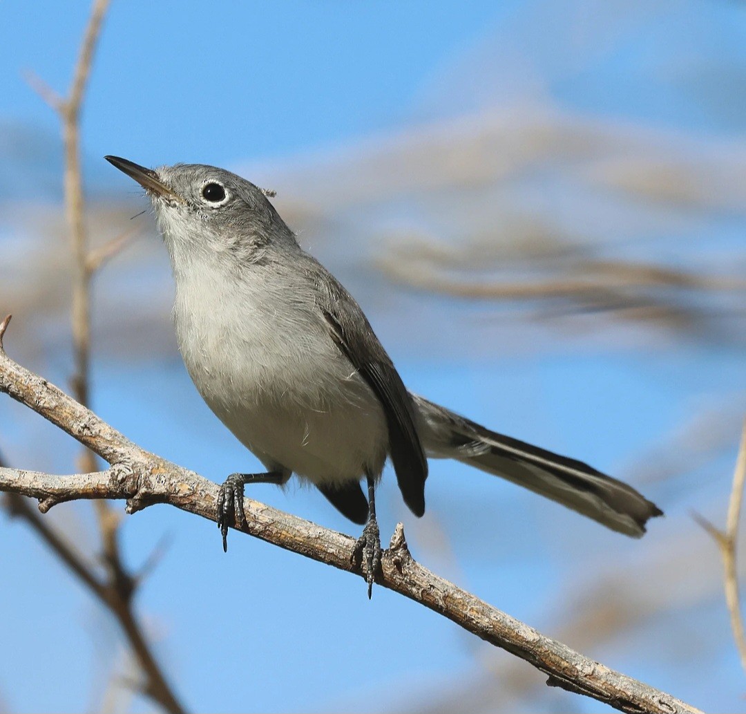 nordmyggsmett - ML645827620