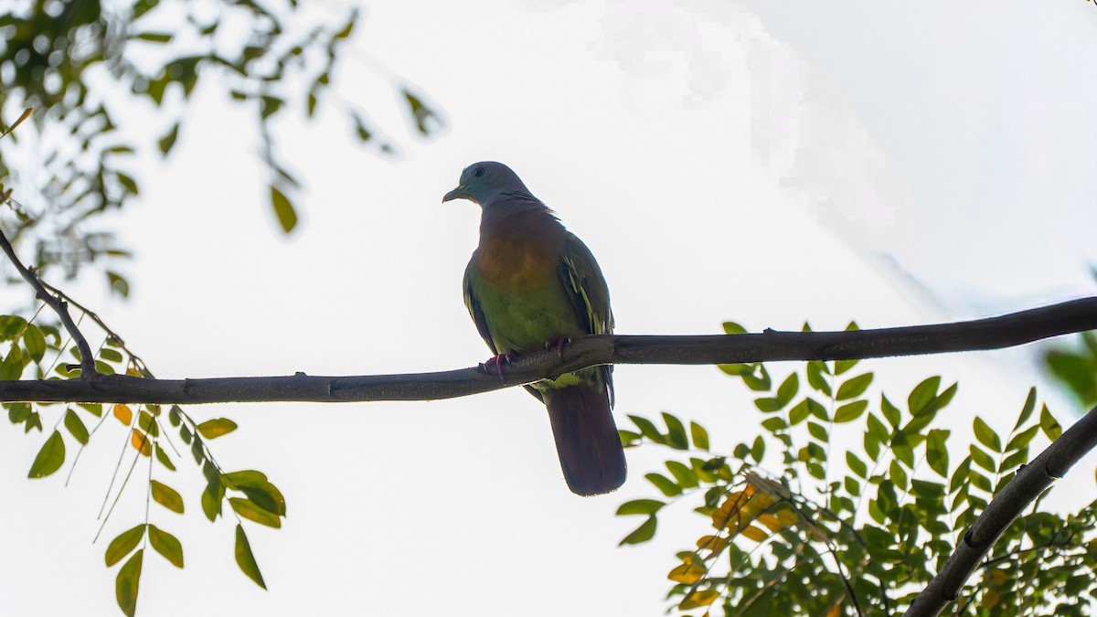 palettgrønndue - ML645827621