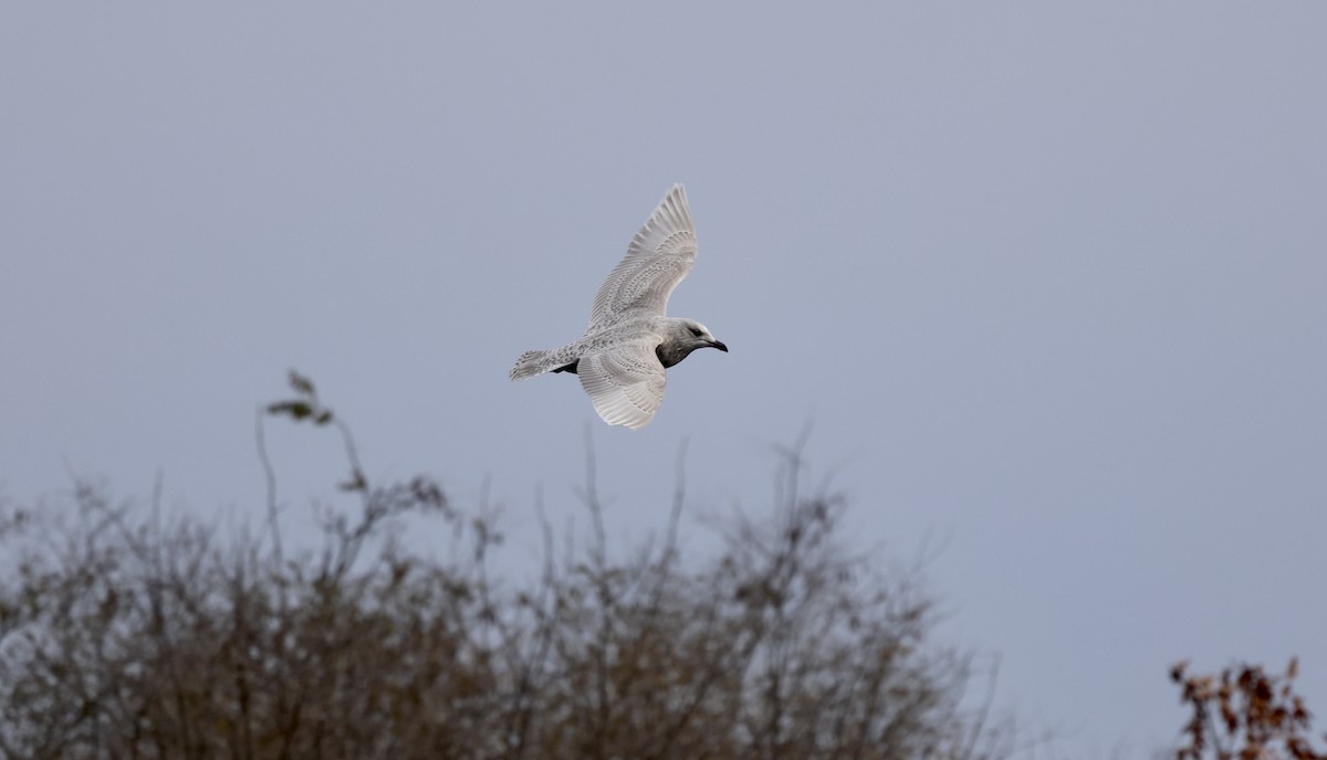 grønlandsmåke - ML645827622