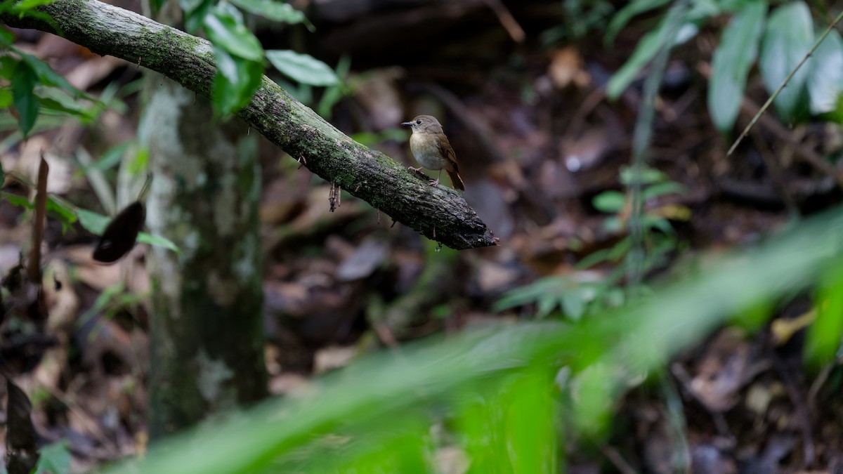 okerbrystfluesnapper - ML645827624