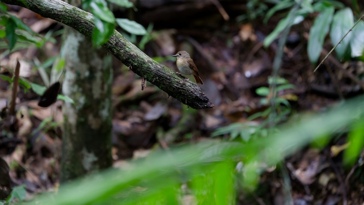 okerbrystfluesnapper - ML645827625