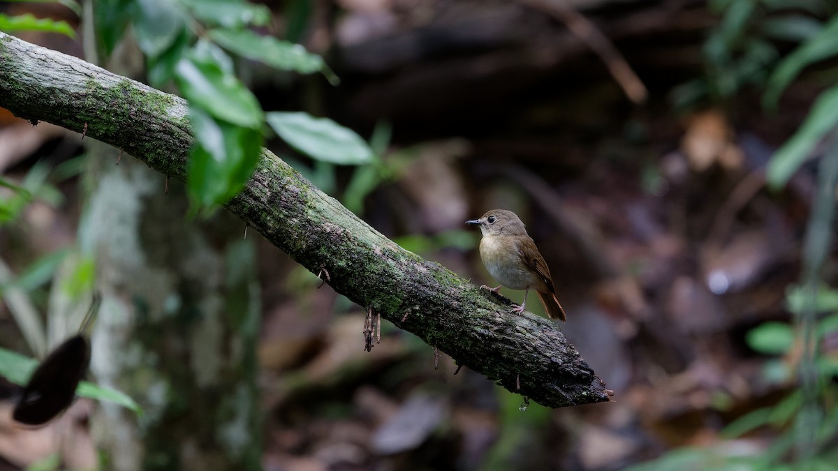 okerbrystfluesnapper - ML645827626