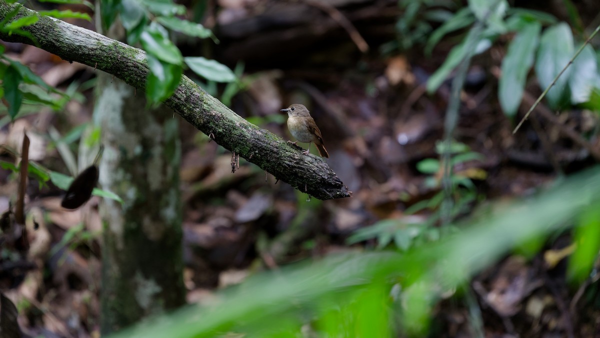 okerbrystfluesnapper - ML645827627