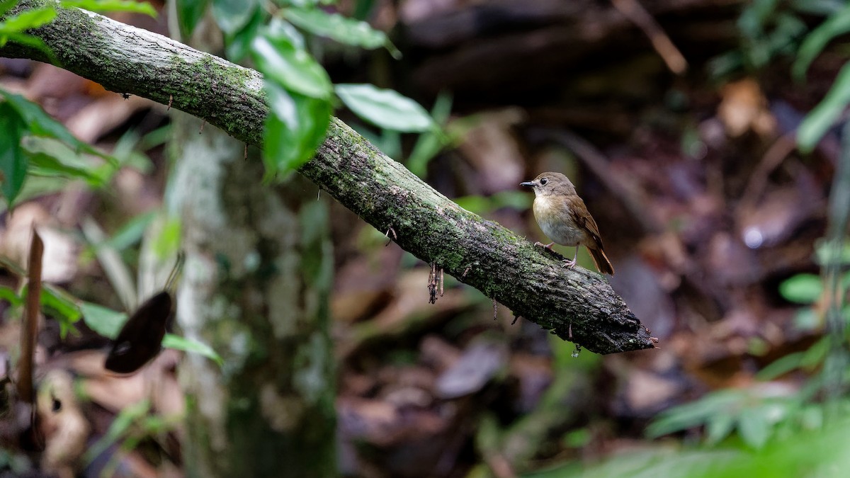 okerbrystfluesnapper - ML645827628