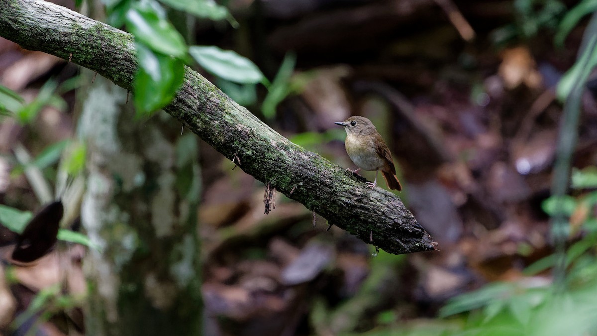 okerbrystfluesnapper - ML645827629