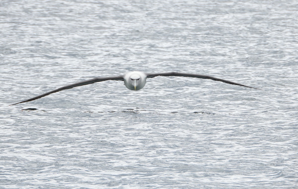 svartflekkalbatross - ML645827630