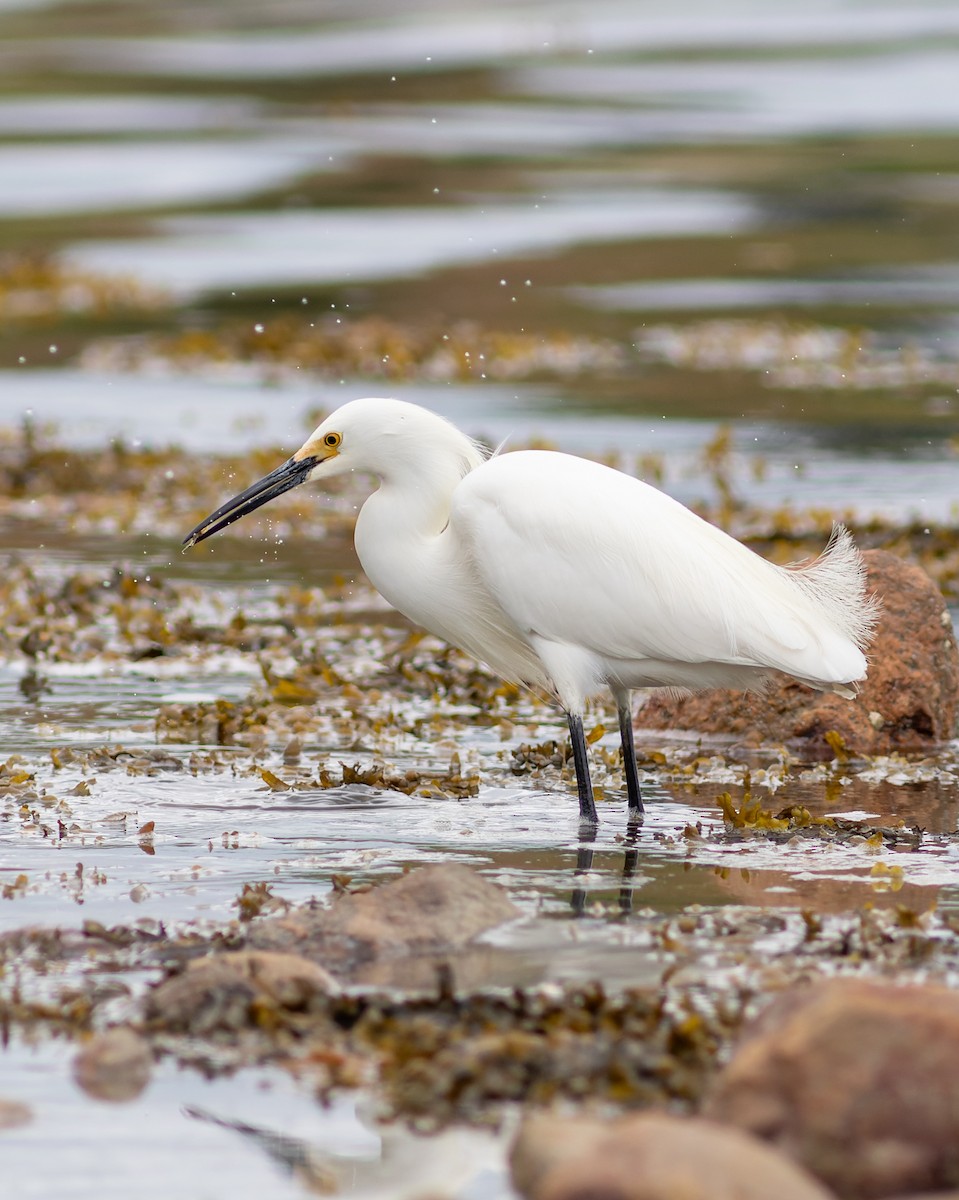 snøhegre - ML645827632