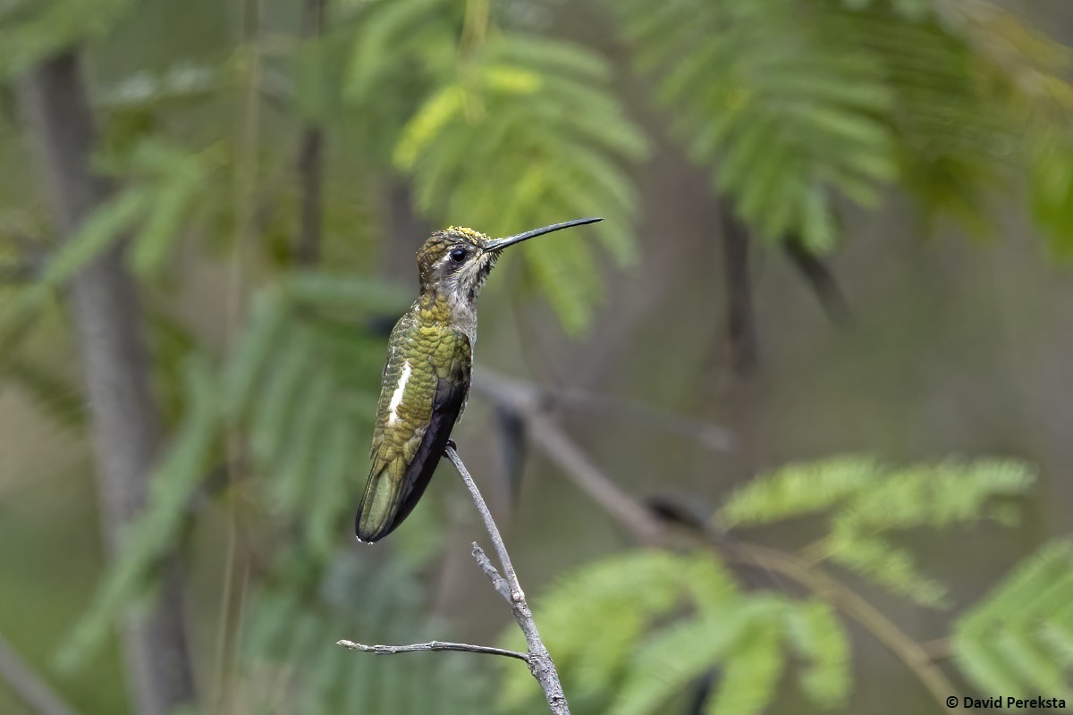 bronsestjernestrupe - ML645827634