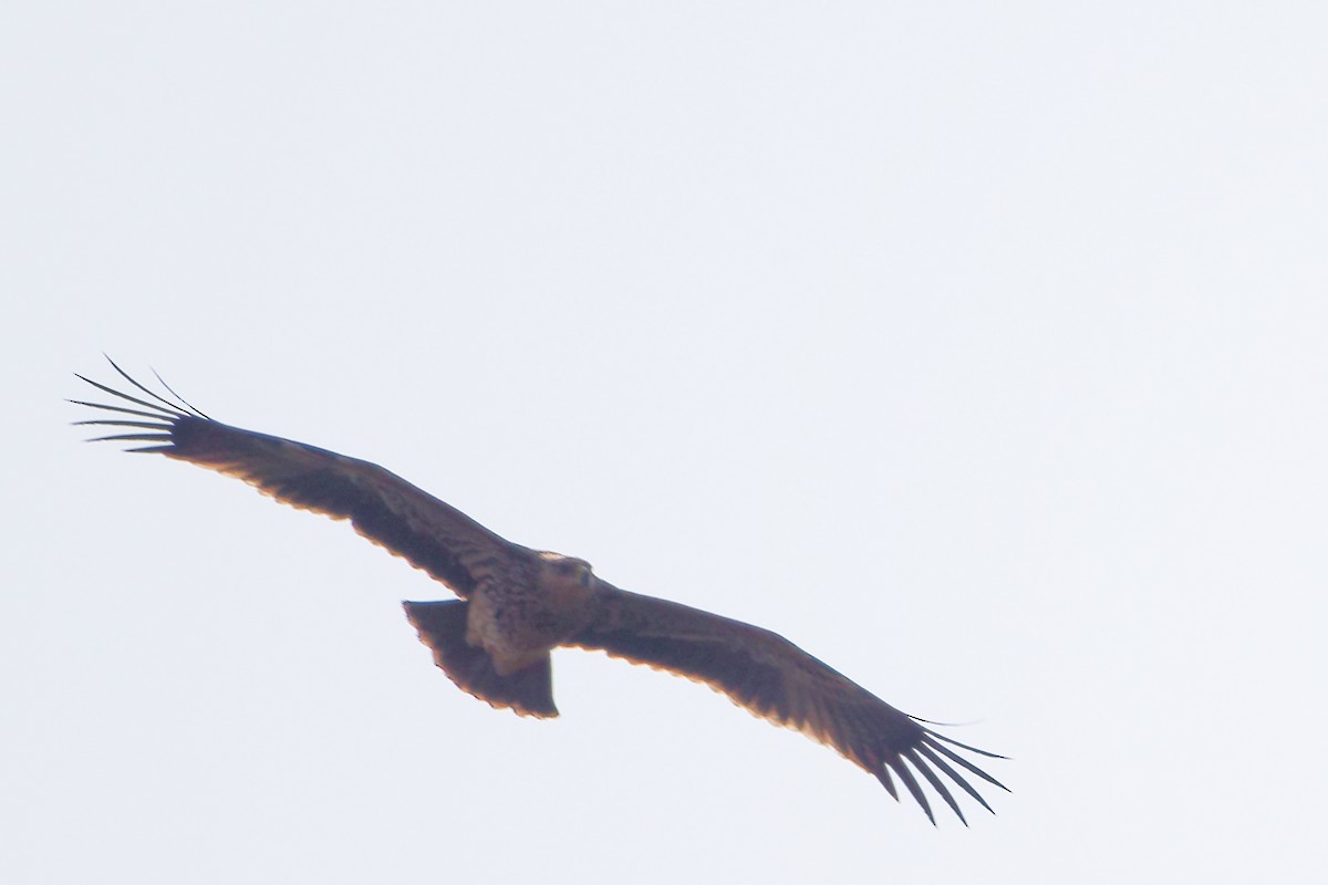 keiserørn - ML645827636