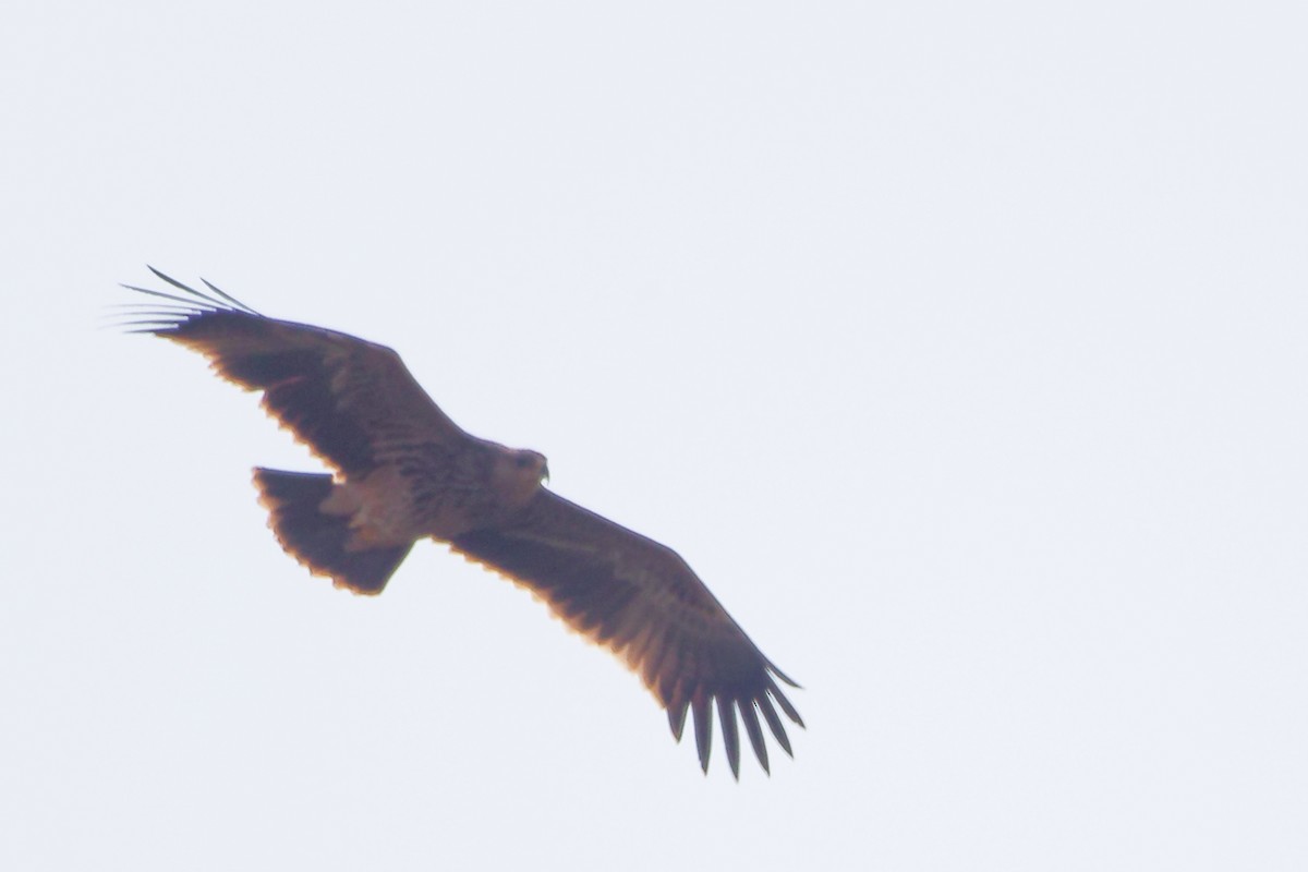 keiserørn - ML645827637