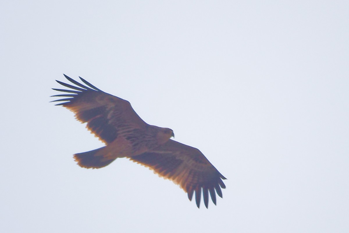 keiserørn - ML645827638