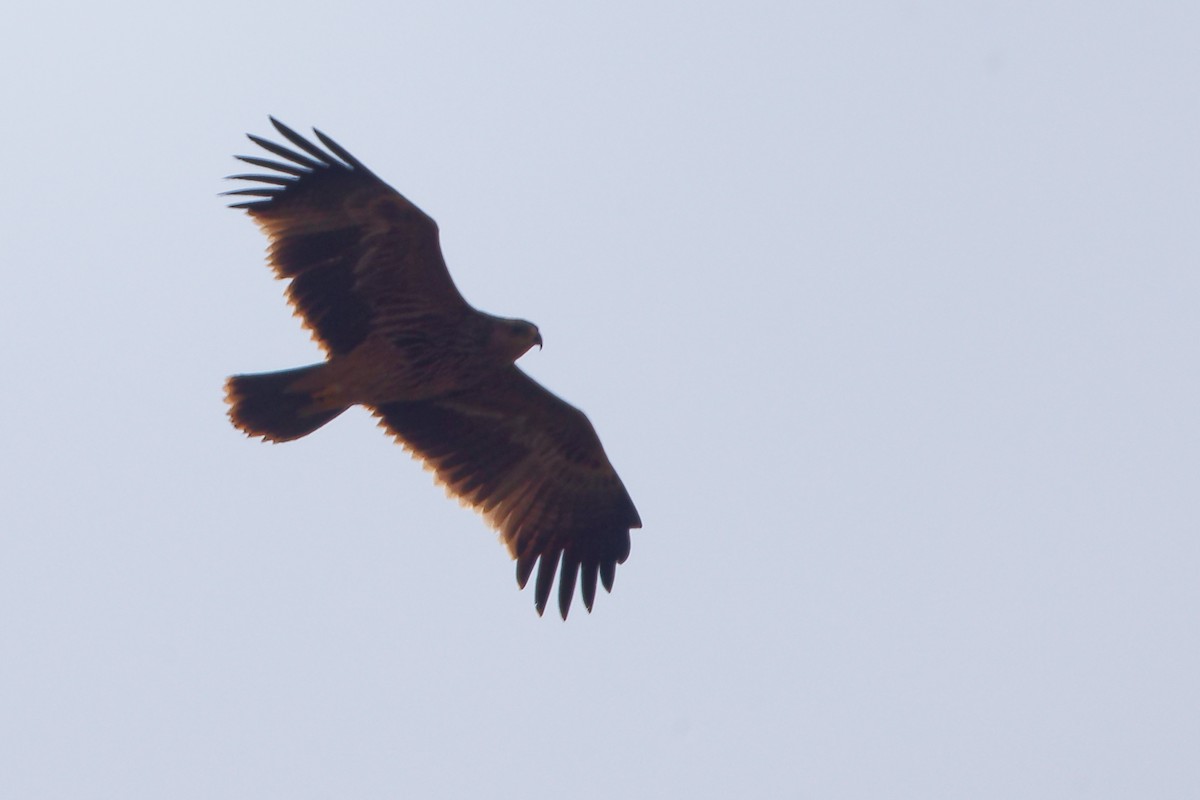 keiserørn - ML645827639