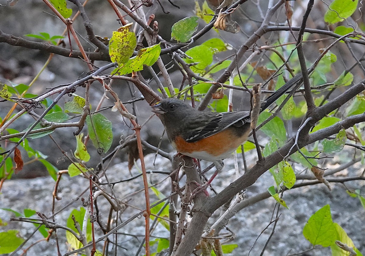 flekktovi - ML645827640