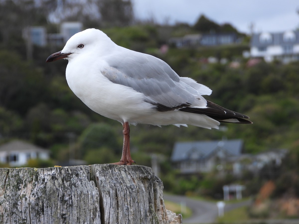 australmåke (scopulinus) (nyzealandmåke) - ML645827647